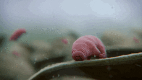 unbfacts giphyupload GIF