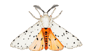 Butterfly Watercolor Sticker by Frau von Bommel