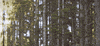 mountain bike GIF by Red Bull