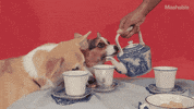 dog GIF by Mashable