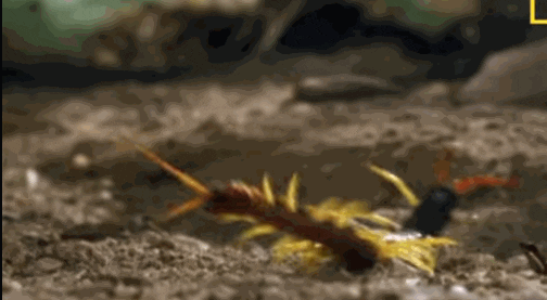 GIF by Rant