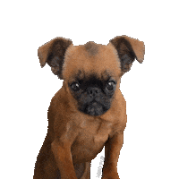 Brussels Griffon Yes Sticker by MISO PUP