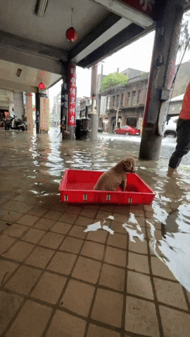 cuteanimalland giphyupload GIF