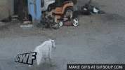 GIF by Random Goat