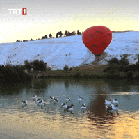 Water Bird GIF by TRT