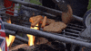 season 5 bbq GIF by Portlandia