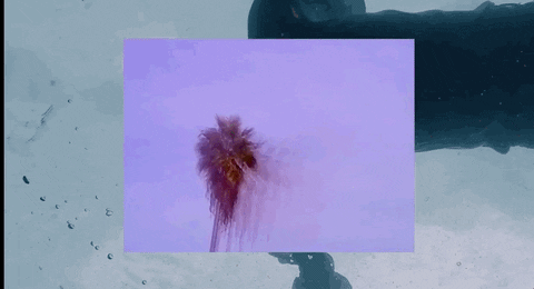 palm vacation forever GIF