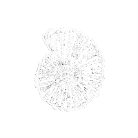 Seashell Coquillage Sticker by Studio Nyps