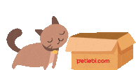 Dance Cat Sticker by Petlebi