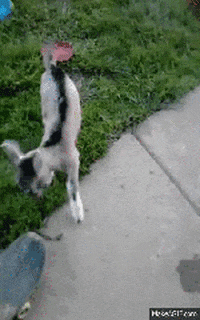 goats skater goat GIF