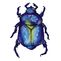 Insect Beetle Sticker
