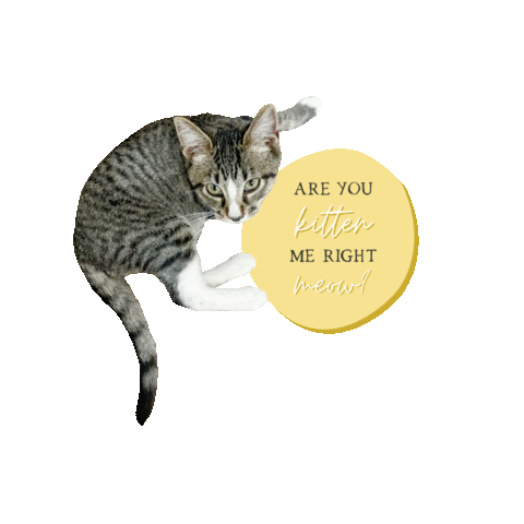 pinitco cat kitten joke puns Sticker