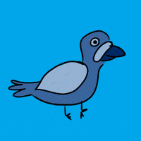 alastagiel pigeon pombo doido ciscar GIF