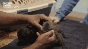 Happy National Geographic GIF by Nat Geo Wild