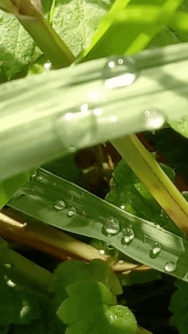 Simongip giphyupload GIF