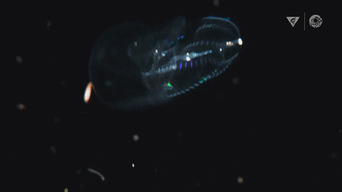 Glow Marine Life GIF by Monterey Bay Aquarium