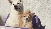 shiba inu dogs GIF by KeepUpWithJaz