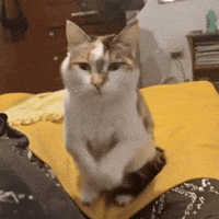 Cat Meme GIF