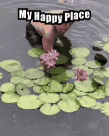 Water Lily My Happy Place GIF