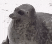 Seal Yapping GIF
