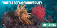 GIF by Oceana