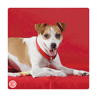 Feiradosanimais GIF by Continente