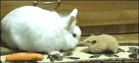 carrot GIF