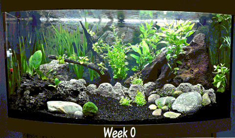 aquarium GIF
