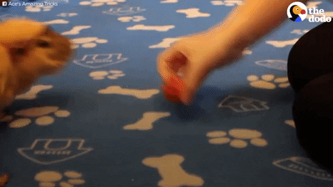 GIF by The Dodo