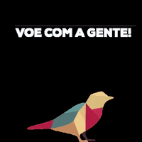 canariomarketing  GIF