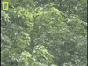 flying snake GIF