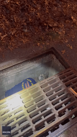 Fawn Rescued From Storm Drain in New Jersey