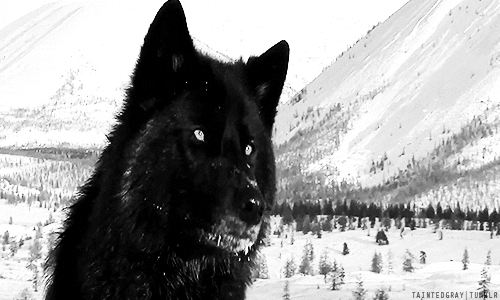 wolf facepalm GIF