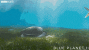 hungry blue planet GIF by BBC Earth