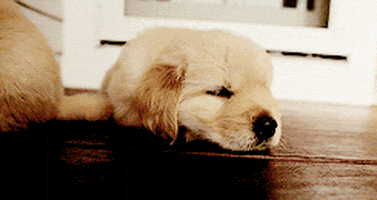 exhaustion let me sleep GIF