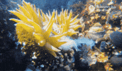 Get Over Here Food Fight GIF by Monterey Bay Aquarium
