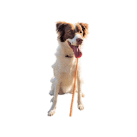 Ledog Sticker by Vida Bull