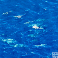Ocean Wildlife GIF by BBC America