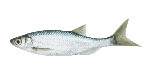 Food Bank Fish Sticker by Selfridges