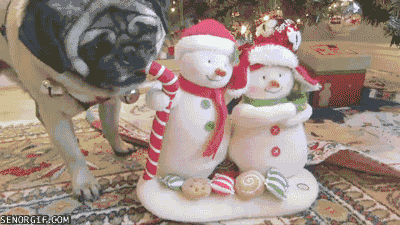 dog christmas GIF by Cheezburger