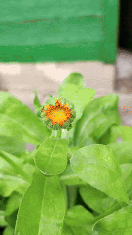 Flower Plants GIF by 1000things