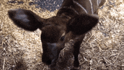 cincinnatizoo hi animals baby me GIF
