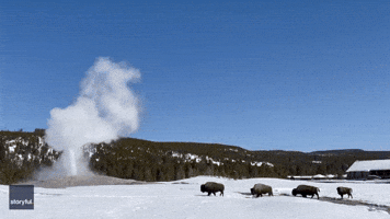 'Tears of Joy' for Yellowstone Visitor as Bison Pass Old Faithful at Perfect Time