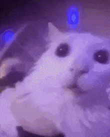 petefrommadmen cat going crazy tweaking cat tweaking GIF
