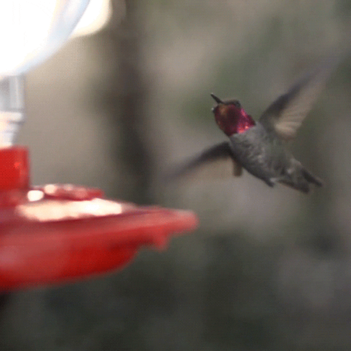 Humming Bird bird GIF by University of California