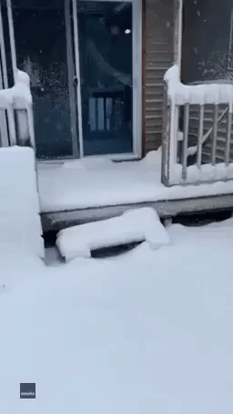 Golden Retriever Leads Excited Puppies Out Into Michigan Snow
