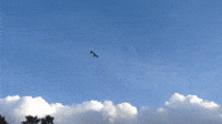 Seagulls Doing Seagull Stuff 