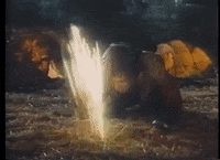 mdleone caravan of courage GIF