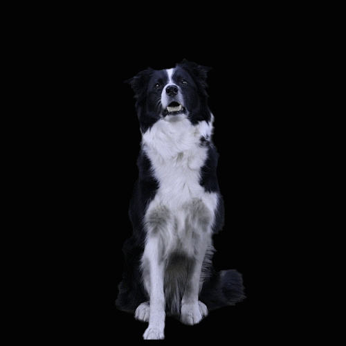 akosopsom giphyupload dog puppy training GIF
