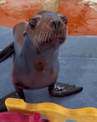 Hungry Sea Life GIF by Respective